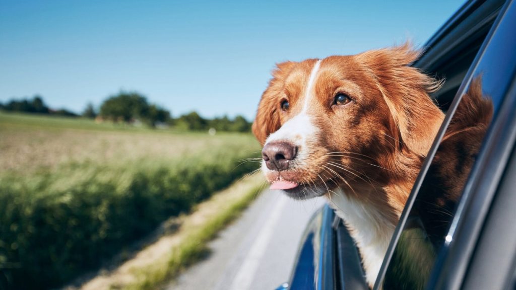 Los perros son animales realmente fieles con sus familias