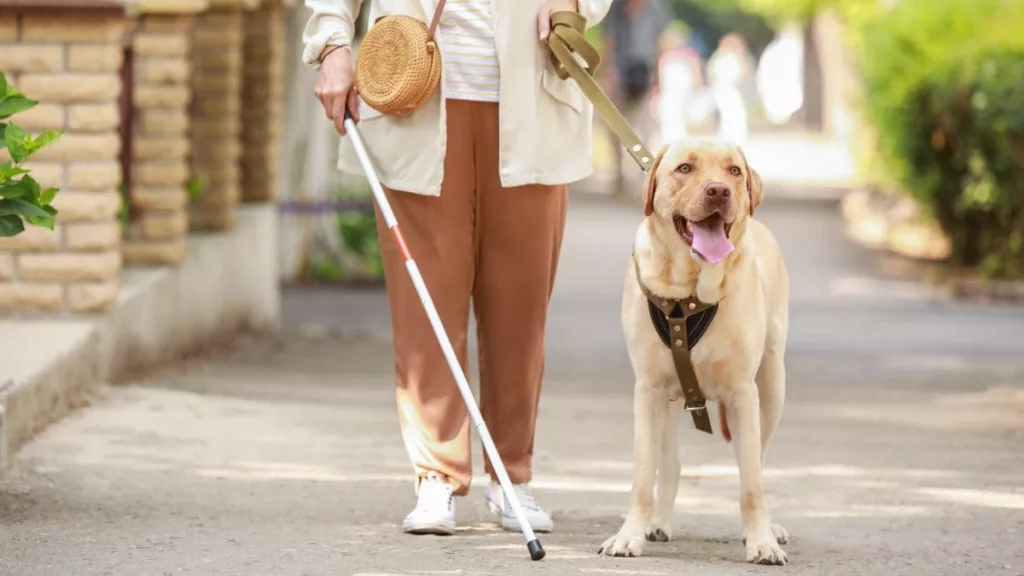 El último miércoles de abril se conmemora el Día Mundial del Perro Guía