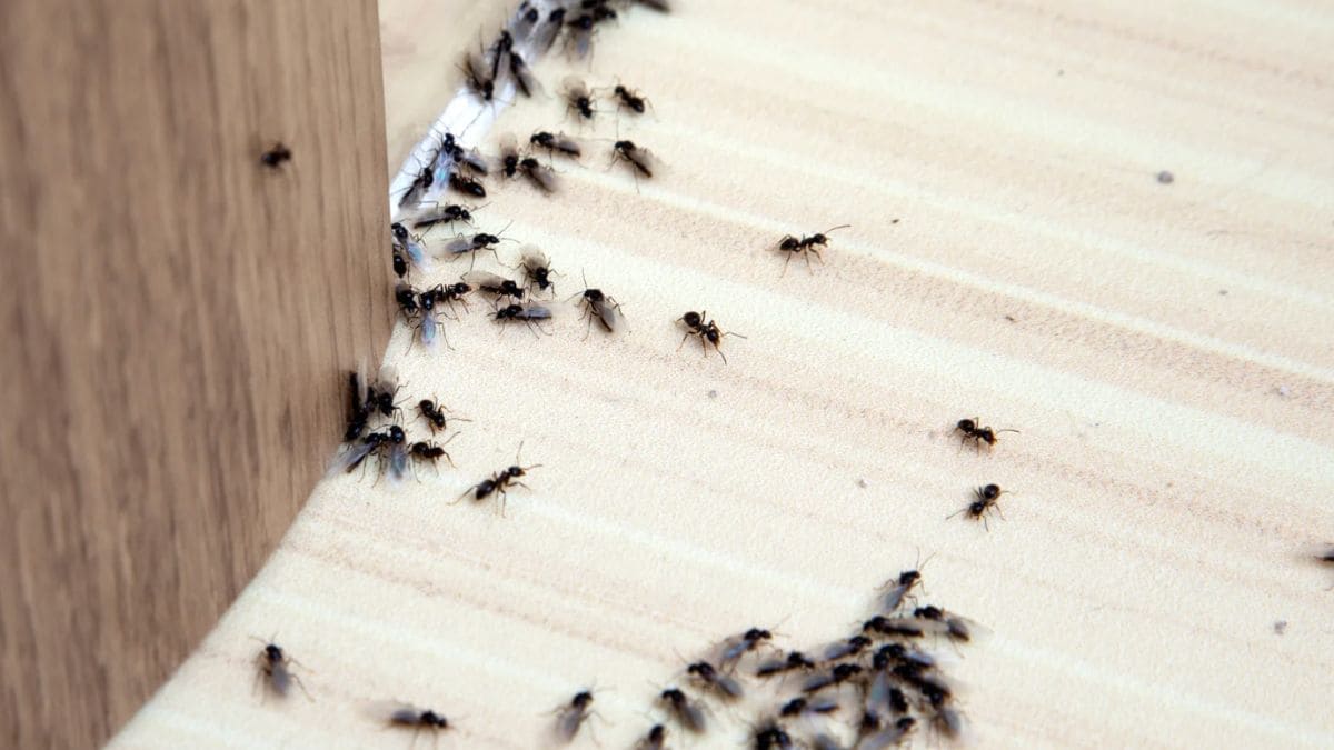 Cómo eliminar de raíz las plagas de hormigas en verano