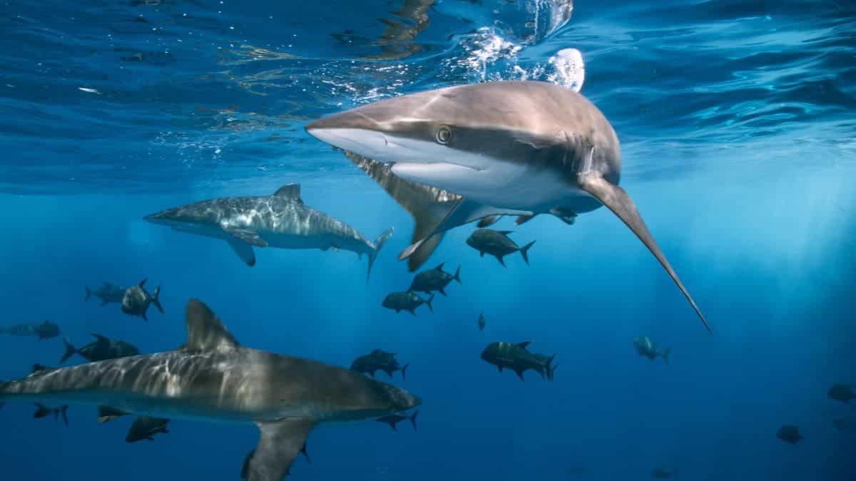 Aumenta la presencia de tiburones en la costa de Cataluña