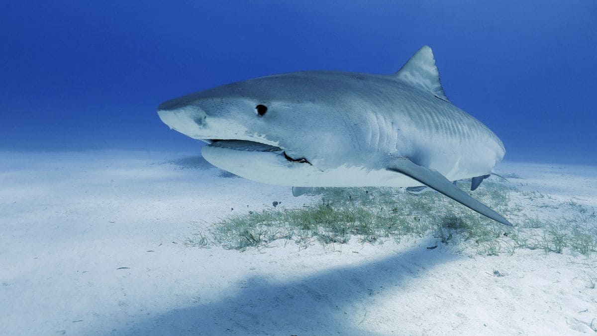 El tiburón de Groenlandia es un animal que puede vivir más de 270 años