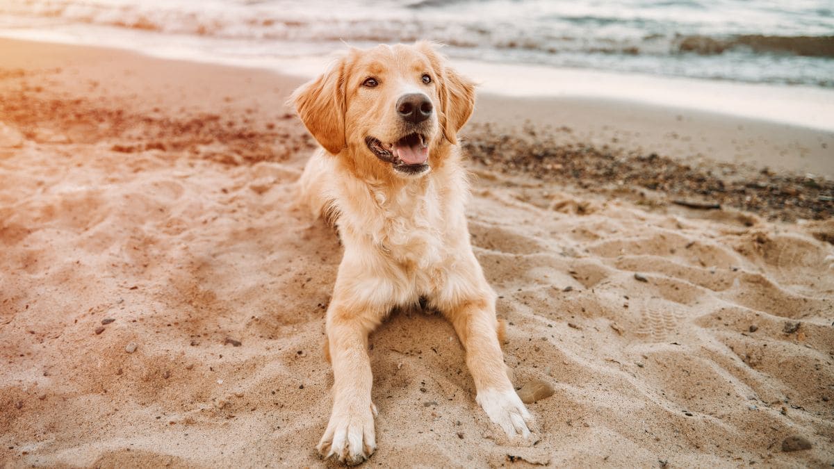 Playas caninas en España Idealista