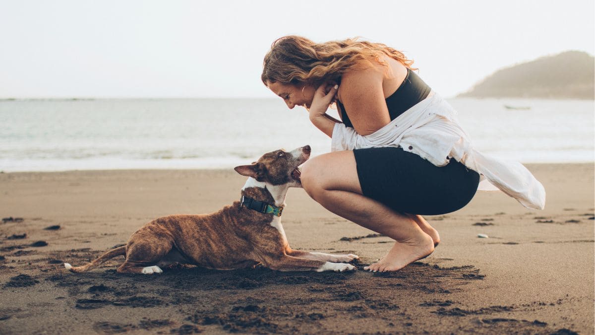 Playas caninas en España Idealista