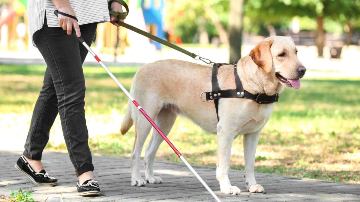 Persona con discapacidad visual y perro lazarillo