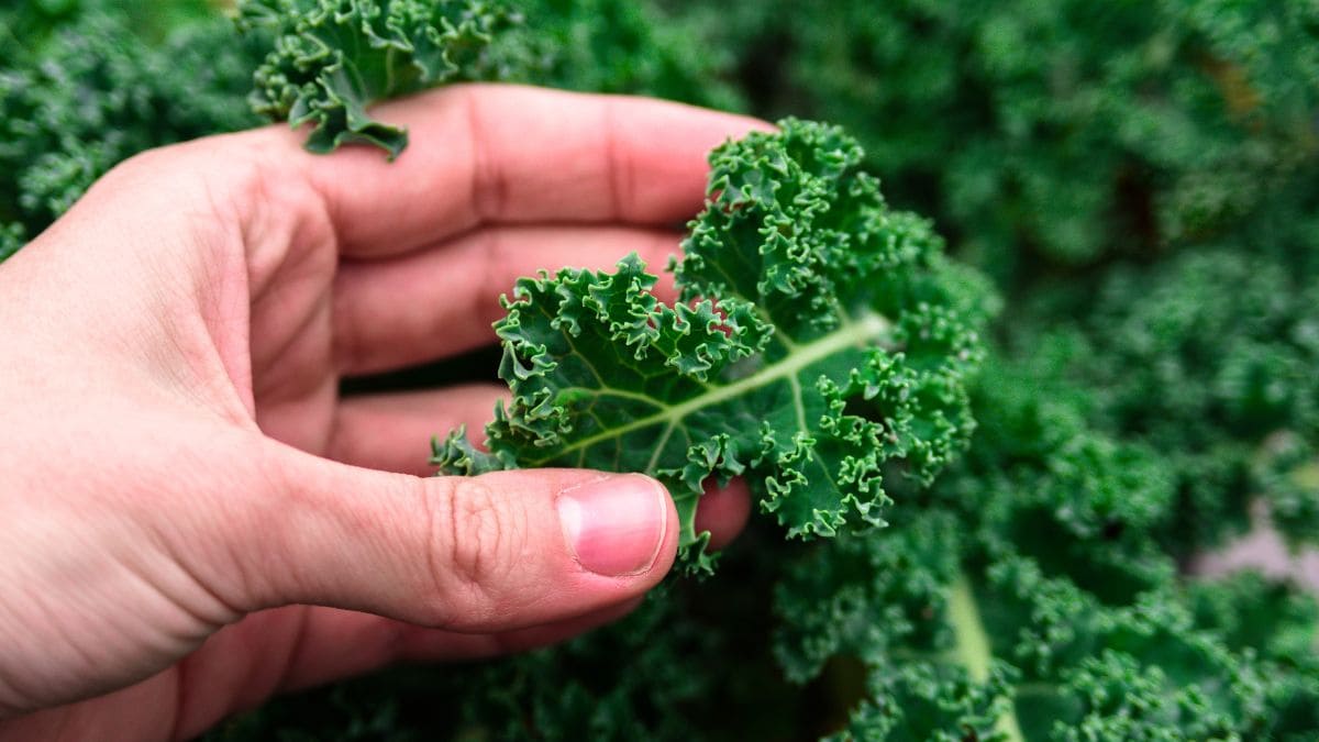 Kale, superalimento con más calcio que la leche