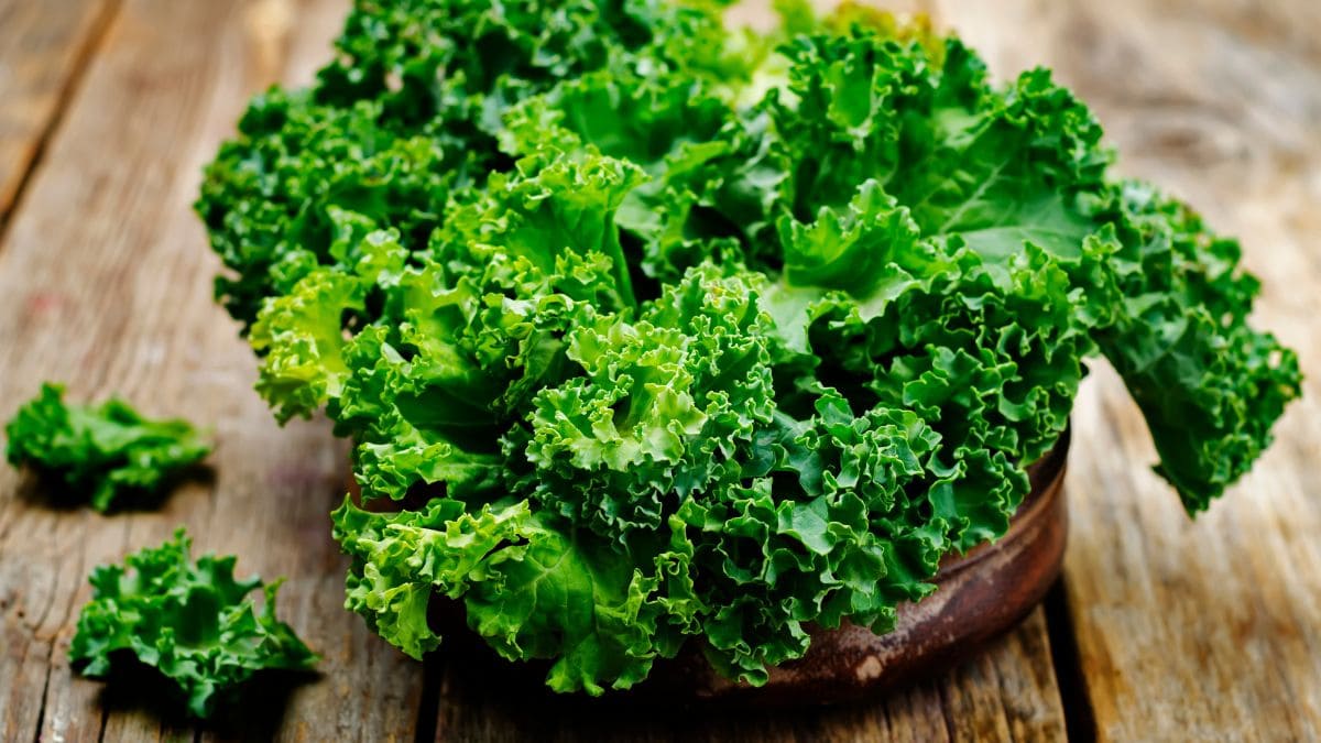 Kale, superalimento con más calcio que la leche