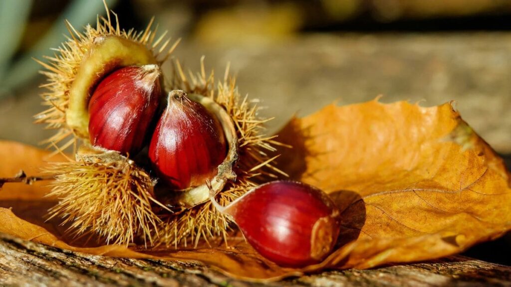 Las castañas son un superalimento del otoño