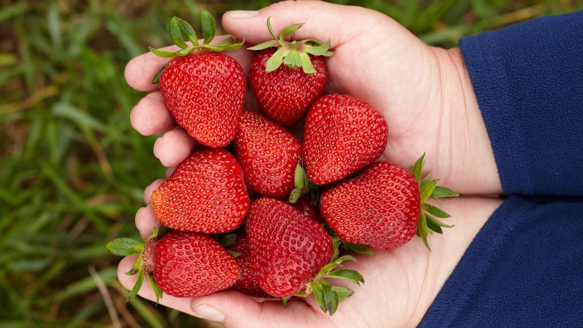 Strawberries are an ideal food for lowering cholesterol levels