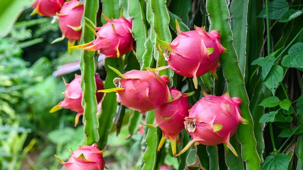 Pitahaya, superalimento que se puede comprar en Mercadona