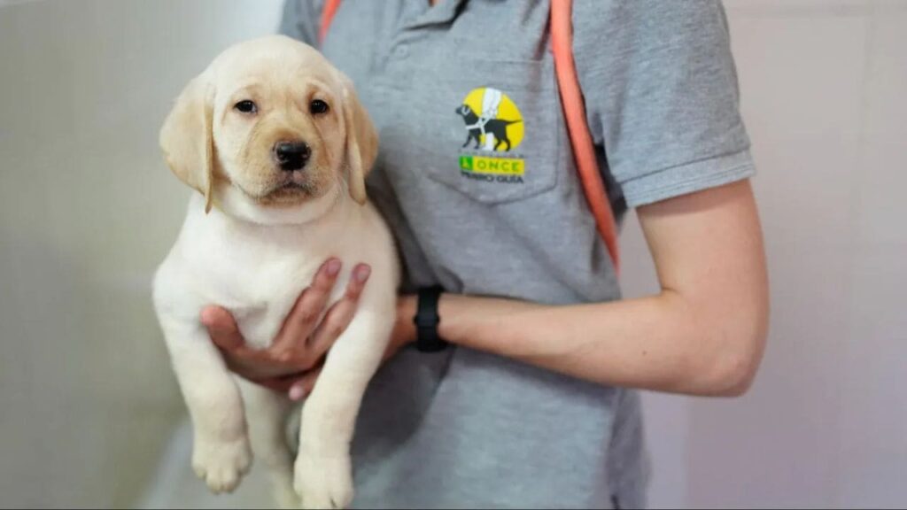 Desde la ONCE buscan familias educadoras de cachorros de futuros perros guía