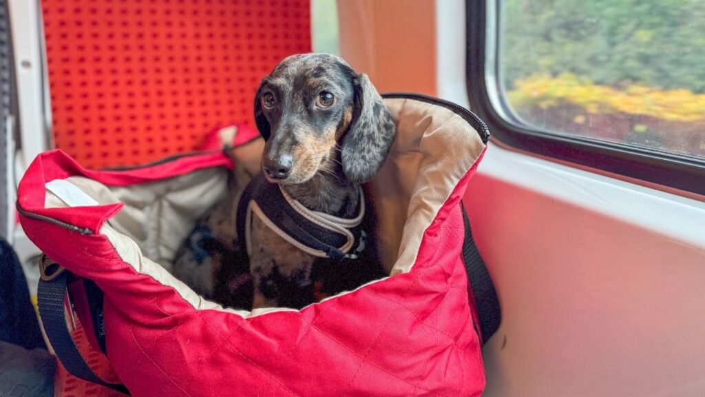 Nuevas medidas de Renfe para viajar en tren con perros