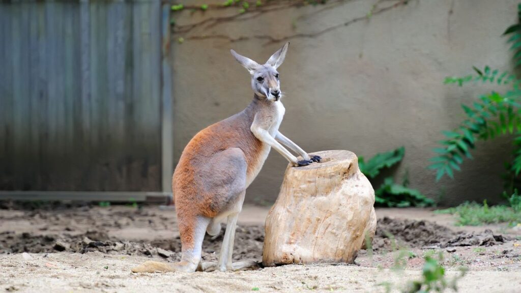 Koki, un zoo "con alma" e inclusivo para las personas con discapacidad