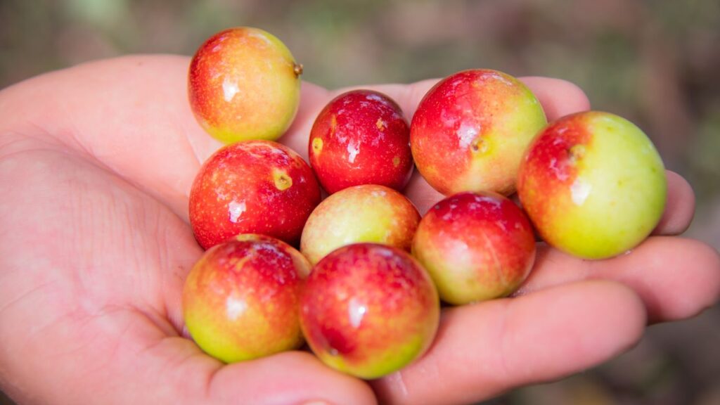 Camu camu, la fruta con más vitamina C del mundo