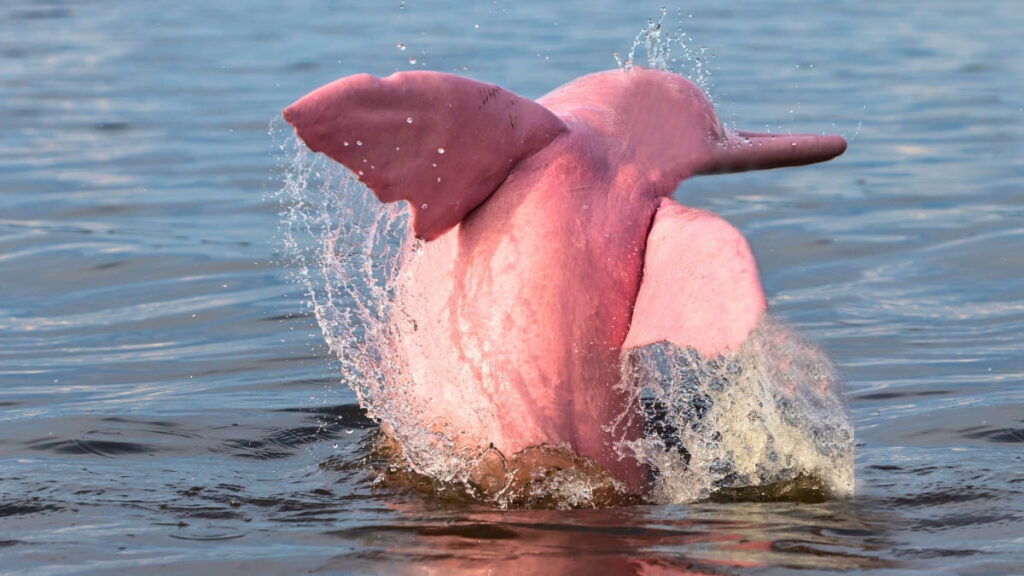 Avistan delfin rosa