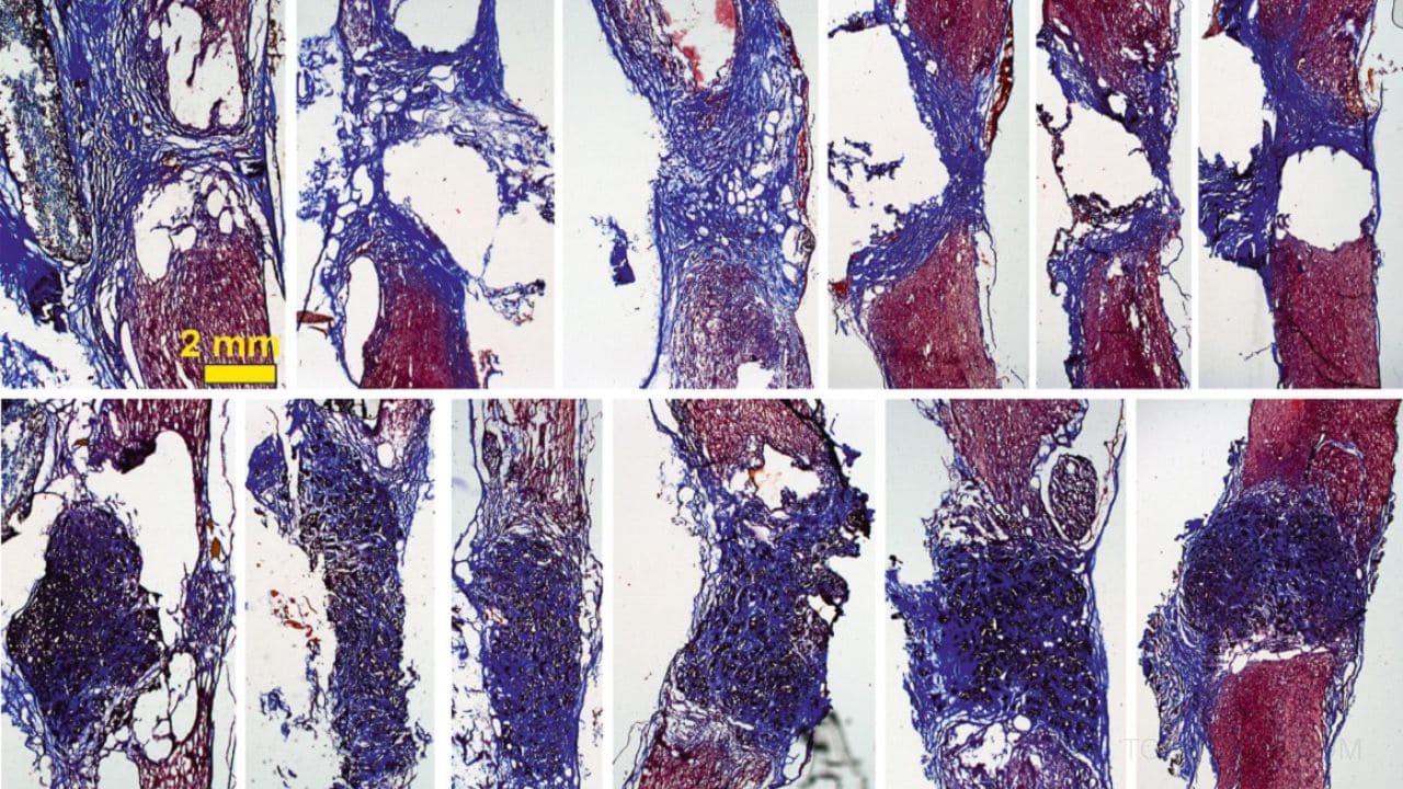 Investigadores del ICMM-CSIC logran reconectar una médula espinal seccionada con óxido de grafeno reducido