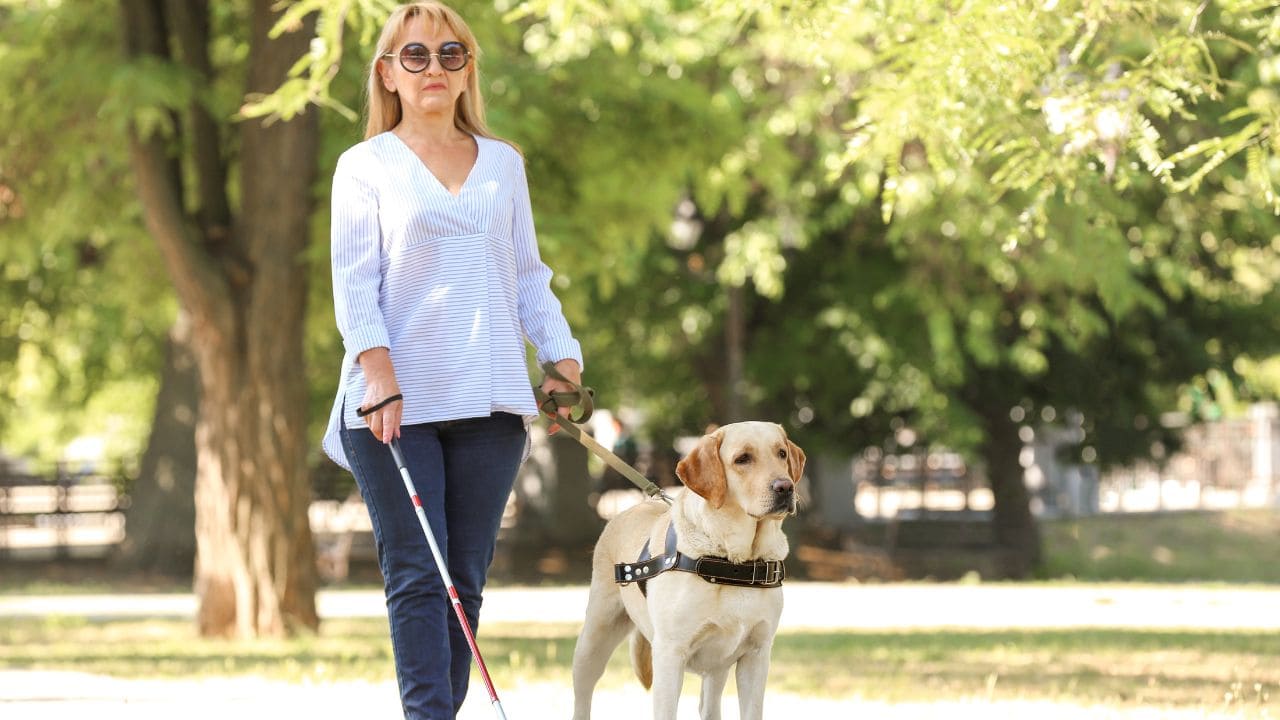 Las personas con discapacidad podrán acceder con su perro de asistencia a los espacios de "uso colectivo" de Valencia